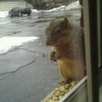 Sloth (USA-2) : Bby's Lunch Counter Is Nutz!
